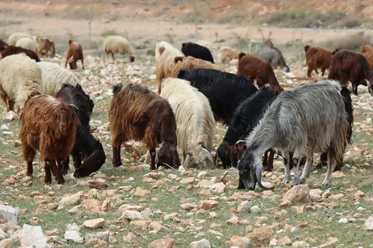 Hayvan besleme tartışması kanlı bitti! 1 kişi yaralandı, 3 kişi tutuklandı