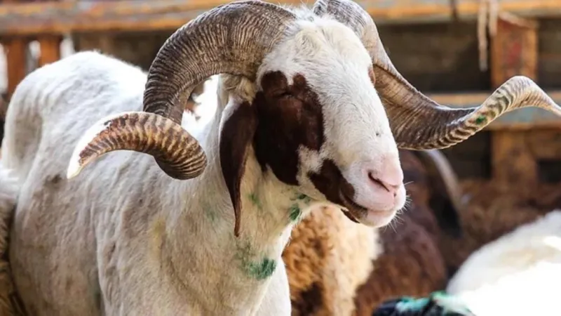 2026 kurbanlık fiyatları belli oldu!