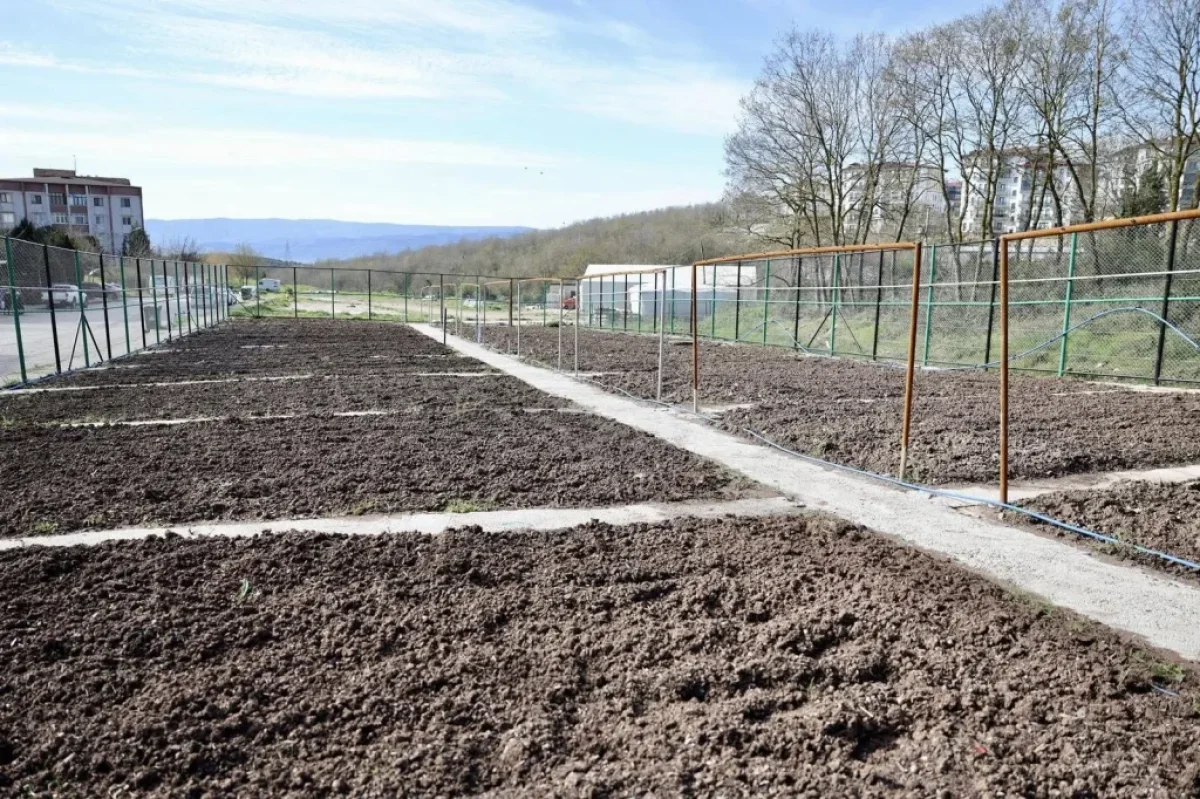 Körfez’de ata tohumu üretilecek!