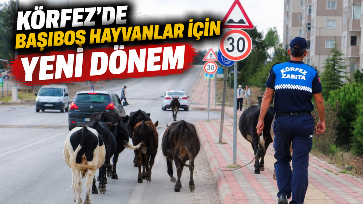 Körfez’de başıboş hayvanlar için yeni dönem: Toplanacak, ceza uygulanacak