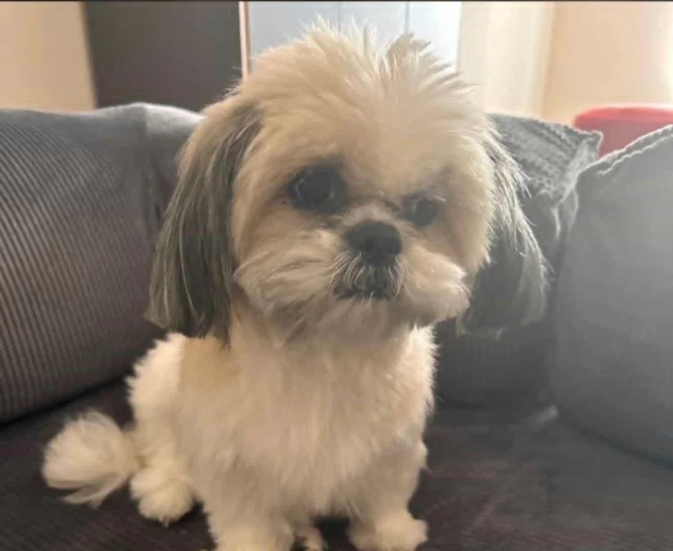 Yarımca’da Kaybolan Köpek İçin Yardım Çağrısı!