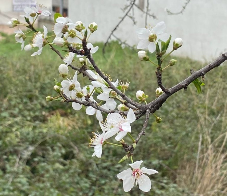 Körfez’de yalancı bahar ağaçları çiçek açtırdı